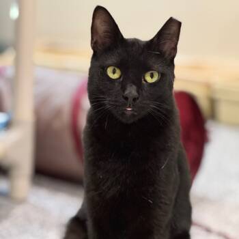 Rescue Domestic Short Hair Cats for Adoption in Cumming, Georgia - Braveheart | PetCurious