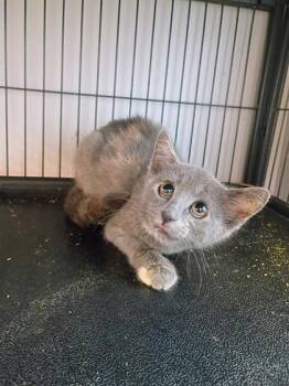 Lego -  Domestic Short Hair Cat for Adoption in Beatrice, Nebraska - Lego | PetCurious