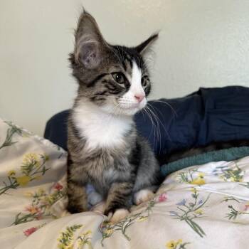 Biscuit -  Domestic Medium Hair Cat for Adoption in Spokane, Washington - Biscuit | PetCurious