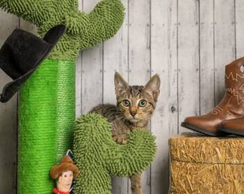 Rescue Domestic Short Hair Cats for Adoption in Roanoke, Texas - Beecher | PetCurious