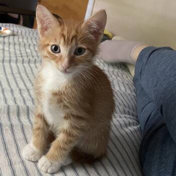 Copper -  Domestic Short Hair Cat for Adoption in Candler, North Carolina - Copper | PetCurious