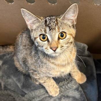 Hua Hua -  Domestic Short Hair Cat for Adoption in Pasadena, California - Hua Hua | PetCurious