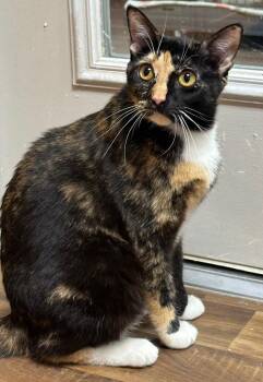 3/26/26 Momma Calli Jo -  Domestic Short Hair Cat for Adoption in Stillwater, Oklahoma - 3/26/26 Momma Calli Jo | PetCurious