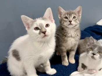 Coconut (M) & Melon (F) -  Domestic Short Hair Cat for Adoption in New Berlin, Wisconsin - Coconut (M) & Melon (F) | PetCurious