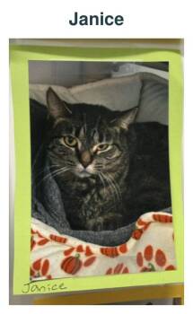 Janice -  Tiger Cat for Adoption in Richland Center, Wisconsin - Janice | PetCurious