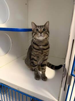 Peter -  Domestic Short Hair Cat for Adoption in Weldon, Illinois - Peter | PetCurious