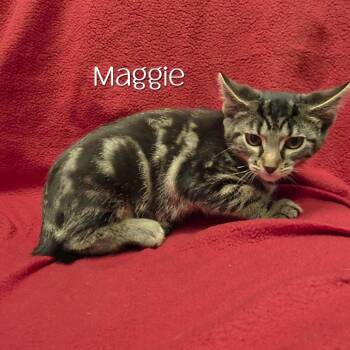 Maggie -  Domestic Short Hair Cat for Adoption in Parkersburg, West Virginia - Maggie | PetCurious