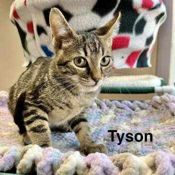 Domestic Short Hair Cats Available for Adoption - Tyson | PetCurious