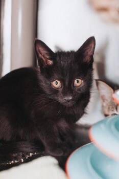 93063A Thing-PetSmart Mt. Pleasant -  Domestic Short Hair Cat for Adoption in North Charleston, South Carolina - 93063A Thing-PetSmart Mt. Pleasant | PetCurious