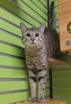 Domestic Short Hair Cats Available for Adoption - DEAN WINCHESTER | PetCurious