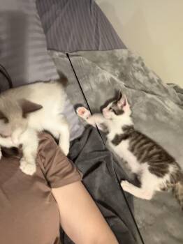 Adventureland -  Domestic Short Hair Cat for Adoption in Cincinnati, Ohio - Adventureland | PetCurious