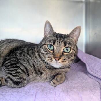 Rescue Domestic Short Hair Cats for Adoption in Largo, Florida - Maggie | PetCurious