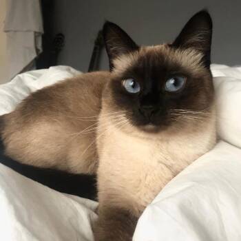 Boonie- test share - prod test- not for adoption -  Siamese Cat Available for Adoption in Bettles, Alaska - Boonie- Test Share - Prod Test- Not For Adoption | PetCurious