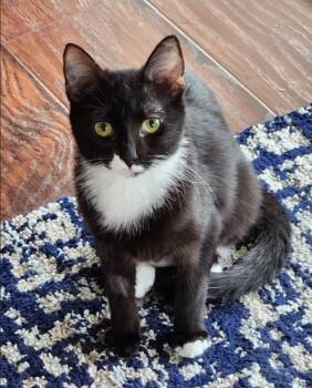 Rescue Domestic Medium Hair Cats for Adoption in San Jacinto, California - Elsa | PetCurious