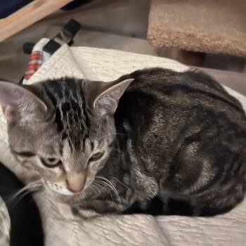 Domestic Short Hair Cats Available for Adoption in Springfield, Oregon - Silvie | PetCurious