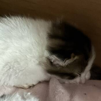 Rescue Domestic Short Hair Cats for Adoption in New York, New York - Travis | PetCurious