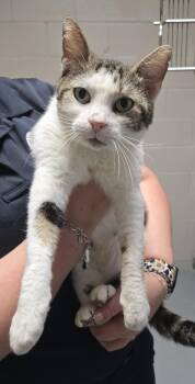 Domestic Short Hair Cats Available for Adoption in Friendswood, Texas - Forest | PetCurious