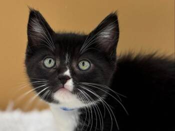 Bubs -  Domestic Short Hair Cat for Adoption in Portland, Oregon - Bubs | PetCurious