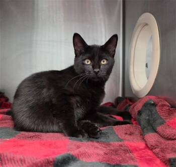 TERRY -  Domestic Short Hair Cat for Adoption in Fort Walton Beach, Florida - TERRY | PetCurious