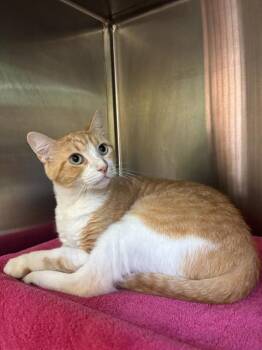 A569331 -  Domestic Short Hair Cat for Adoption - A569331 | PetCurious