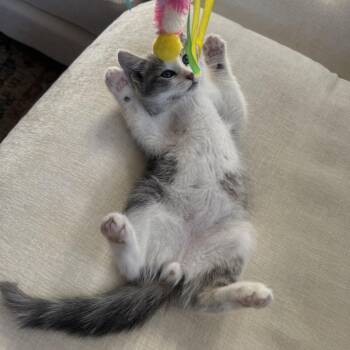 Frisbee -  Domestic Short Hair Cat for Adoption in Chicago, Illinois - Frisbee | PetCurious