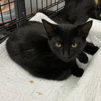 Truffles -  Domestic Short Hair Cat for Adoption in Wappingers Falls, New York - Truffles | PetCurious