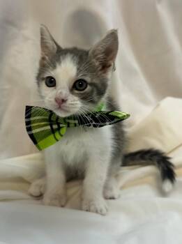 Domestic Short Hair Cats Available for Adoption in Margate, Florida - FLORENCE | PetCurious