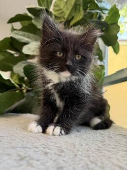 Hermione -  Domestic Long Hair and Tuxedo Cat Available for Adoption in San Jose, California - Hermione | PetCurious