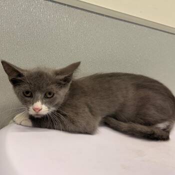 Solstice -  Domestic Short Hair Cat for Adoption in Clearwater, Florida - Solstice | PetCurious