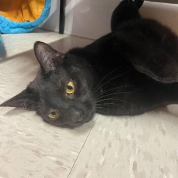 Domestic Short Hair Cats Available for Adoption in Binghamton, New York - Triton | PetCurious