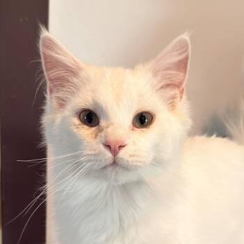 Mimsy -  Domestic Medium Hair Cat for Adoption in Auburn, Nebraska - Mimsy | PetCurious