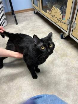 Domestic Short Hair Cats Available for Adoption in Dayton, Minnesota - Lord Buntington | PetCurious
