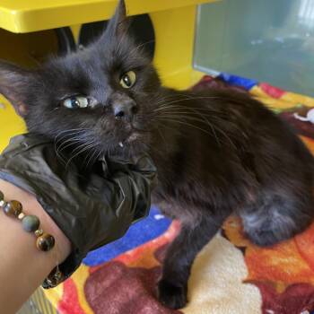 Harry -  Domestic Long Hair Cat for Adoption in Abilene, Texas - Harry | PetCurious