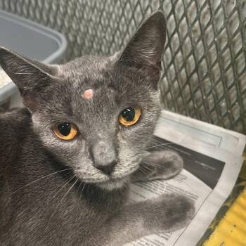 Nube -  Domestic Short Hair Cat Available for Adoption in Guaynabo, Guaynabo - Nube | PetCurious