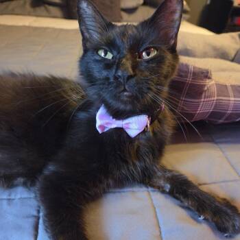 Viola -  Domestic Long Hair Cat Available for Adoption in Rossville, Georgia - Viola | PetCurious