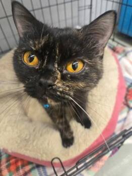 Crumpet -  British Shorthair Cat for Adoption in Plano, Texas - Crumpet | PetCurious