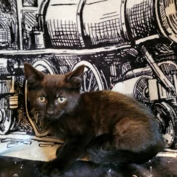 Ribeye -  Domestic Short Hair Cat for Adoption in Kittanning, Pennsylvania - Ribeye | PetCurious