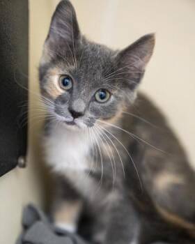 Josie -  Domestic Short Hair Cat for Adoption in Pequot Lakes, Minnesota - Josie | PetCurious