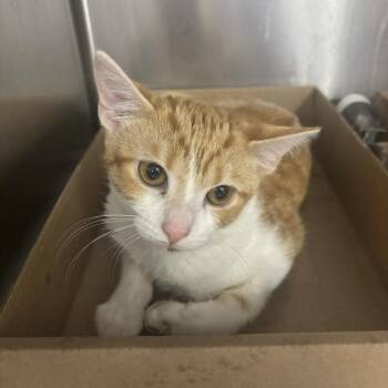 Orange Juice Jones -  Domestic Short Hair Cat for Adoption in Philadelphia, Pennsylvania - Orange Juice Jones | PetCurious
