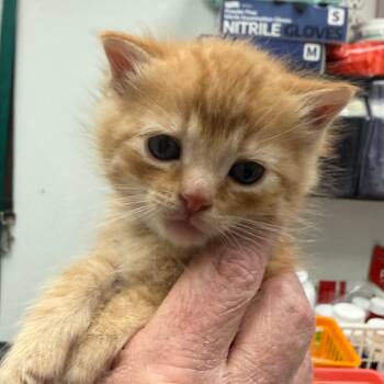 Rescue Domestic Short Hair Cats for Adoption in Blairsville, Georgia - Casserole | PetCurious