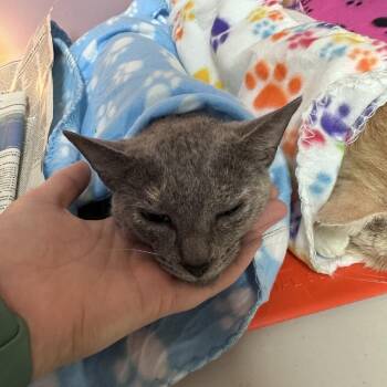 Sylvia -  Domestic Short Hair Cat for Adoption in Branson, Missouri - Sylvia | PetCurious