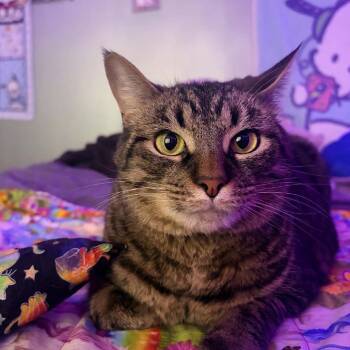 Rico -  Domestic Short Hair Cat for Adoption in Brevard, North Carolina - Rico | PetCurious