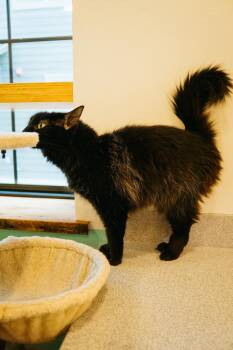 Rescue Domestic Long Hair Cats for Adoption in Jackson, Wyoming - Elizabeth | PetCurious