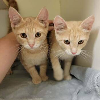 Clark -  Domestic Short Hair Cat for Adoption in Columbia, Missouri - Clark | PetCurious