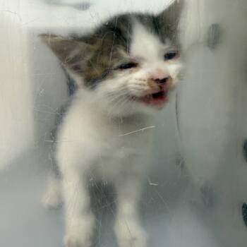 Rescue Domestic Short Hair Cats for Adoption in Columbus, Georgia - Taco Sorcerer | PetCurious