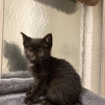 Rescue Domestic Short Hair Cats for Adoption in Wilmington, Delaware - Coral | PetCurious