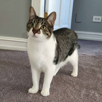 Rescue Domestic Short Hair Cats for Adoption in Plainfield, Illinois - Bach | PetCurious