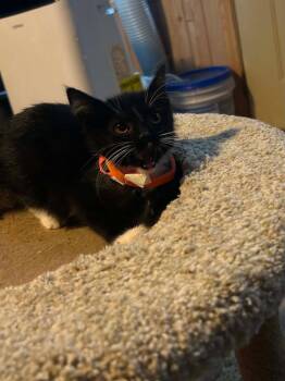 Dopey -  Domestic Short Hair Cat for Adoption in Hinckley, Illinois - Dopey | PetCurious