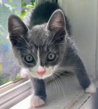 Allie -  Domestic Short Hair Cat for Adoption in Kansas City, Missouri - Allie | PetCurious
