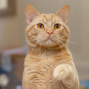 Pony Boy (Bonded with Zane) -  Domestic Short Hair Cat for Adoption - Pony Boy (Bonded With Zane) | PetCurious